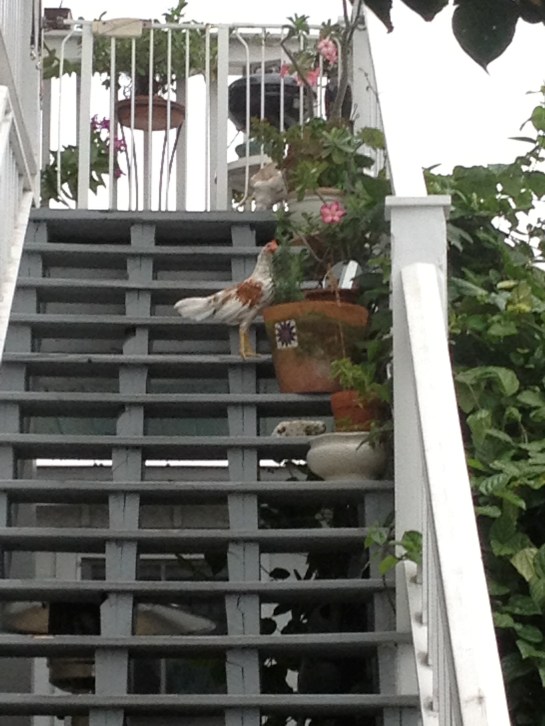 One of the MANY chickens we saw in Key West